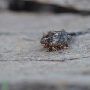 Curculionidae (family) at Wamboin, NSW - 14 Mar 2021 09:43 PM