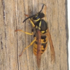Vespula germanica (German Yellowjacket Wasp (also known as European Wasp)) at Conder, ACT - 6 Mar 2021 by MichaelBedingfield