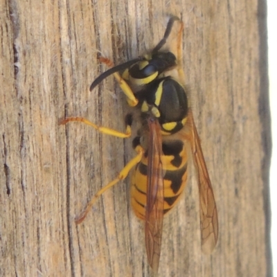 Vespula germanica (European wasp) at Pollinator-friendly garden Conder - 6 Mar 2021 by michaelb