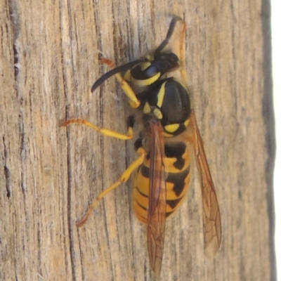 Vespula germanica (German Yellowjacket Wasp (also known as European Wasp)) at Conder, ACT - 6 Mar 2021 by MichaelBedingfield