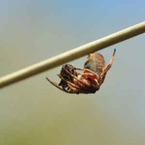 Araneinae (subfamily) at Wamboin, NSW - 8 Apr 2021 01:27 PM