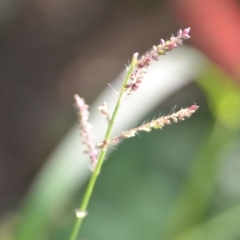 Echinochloa crus-galli at Wamboin, NSW - 8 Apr 2021