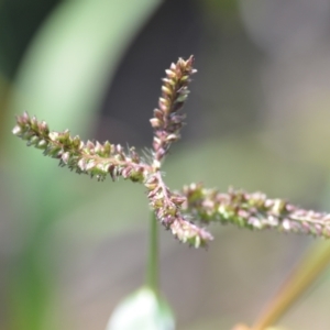 Echinochloa crus-galli at Wamboin, NSW - 8 Apr 2021 01:30 PM