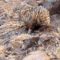Tachyglossus aculeatus (Short-beaked Echidna) at Tuggeranong DC, ACT - 20 Dec 2019 by George