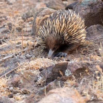Tachyglossus aculeatus (Short-beaked Echidna) at Tuggeranong DC, ACT - 21 Dec 2019 by George