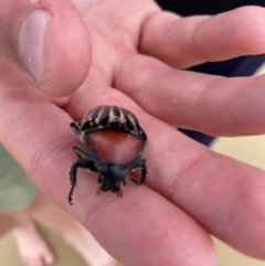 Trichaulax philipsii (Grey-furrowed rose chafer) at Broulee, NSW - 27 Jan 2021 by Tapirlord