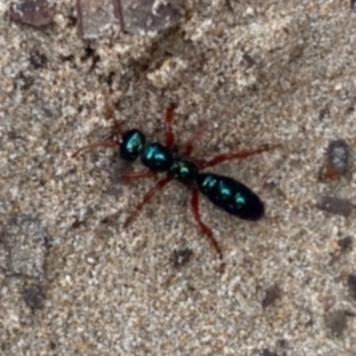 Diamma bicolor (Blue ant, Bluebottle ant) at Broulee, NSW - 4 Jul 2021 by Tapirlord