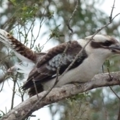 Dacelo novaeguineae (Laughing Kookaburra) at Boro - 1 Jul 2021 by Paul4K