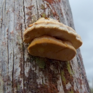 Laetiporus portentosus at Boro, NSW - 2 Jul 2021