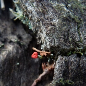 Cladonia sp. (genus) at Boro, NSW - 3 Jul 2021