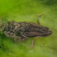 Crinia signifera (Common Eastern Froglet) at Boro, NSW - 3 Jul 2021 by Paul4K