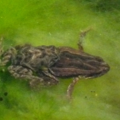 Crinia signifera (Common Eastern Froglet) at Boro, NSW - 3 Jul 2021 by Paul4K
