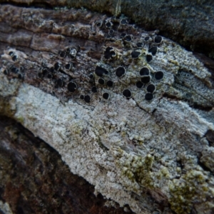 Lichen - crustose at Boro, NSW - suppressed