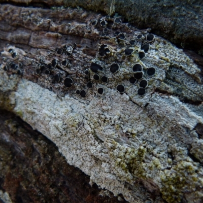 Lichen - crustose at Boro, NSW - 3 Jul 2021 by Paul4K