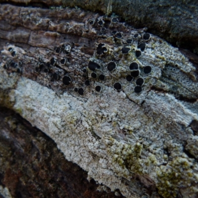 Lichen - crustose at Boro, NSW - 2 Jul 2021 by Paul4K