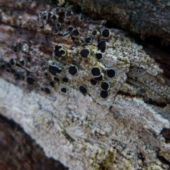 Lichen - crustose at Boro, NSW - suppressed