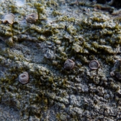 Lichen - crustose at Boro, NSW - 3 Jul 2021 by Paul4K