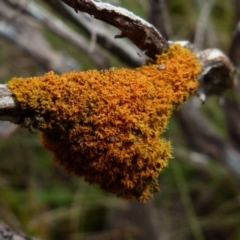Teloschistes sp. (genus) (A lichen) at Boro, NSW - 3 Jul 2021 by Paul4K