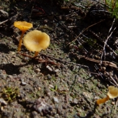 Lichenomphalia chromacea (Yellow Navel) at Boro, NSW - 3 Jul 2021 by Paul4K