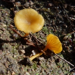 Lichenomphalia chromacea at Boro, NSW - 3 Jul 2021