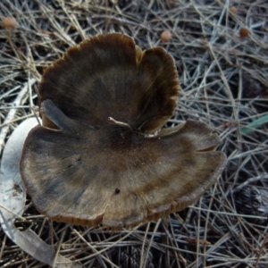 zz agaric (stem; gills not white/cream) at Boro, NSW - 3 Jul 2021