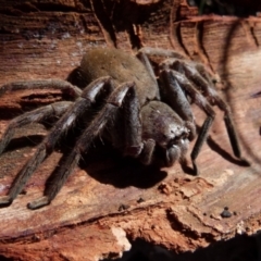 Isopeda (genus) (Huntsman Spider) at Boro, NSW - 3 Jul 2021 by Paul4K