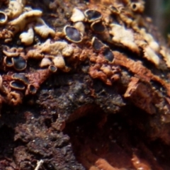 Unverified Lichen, Moss or other Bryophyte by Paul4K