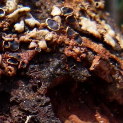 Unverified Lichen, Moss or other Bryophyte by Paul4K