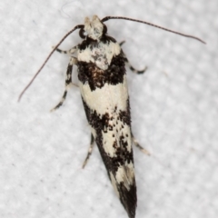 Macrobathra desmotoma at Melba, ACT - 14 Nov 2018