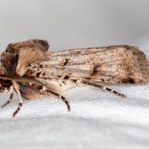 Agrotis porphyricollis at Melba, ACT - 14 Nov 2018 11:08 AM