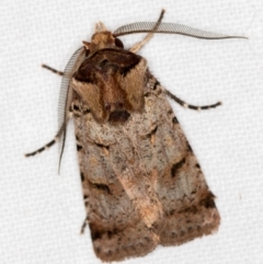 Agrotis porphyricollis at Melba, ACT - 14 Nov 2018 11:08 AM