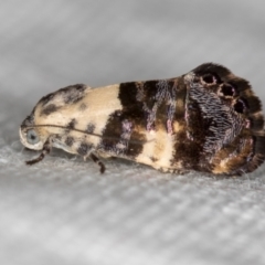 Eupselia aristonica (A Twig Moth) at Melba, ACT - 14 Nov 2018 by Bron