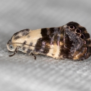 Eupselia aristonica at Melba, ACT - 14 Nov 2018