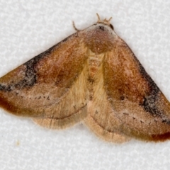 Mataeomera coccophaga (Brown Scale-moth) at Melba, ACT - 14 Nov 2018 by Bron