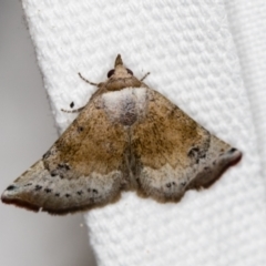 Mataeomera mesotaenia (Large Scale Moth) at Melba, ACT - 14 Nov 2018 by Bron
