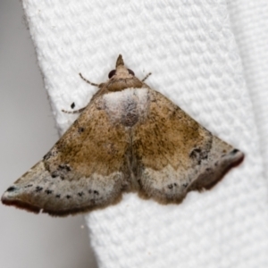 Mataeomera mesotaenia at Melba, ACT - 14 Nov 2018