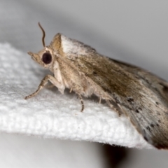 Mataeomera mesotaenia at Melba, ACT - 14 Nov 2018 01:31 PM