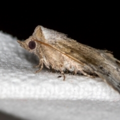 Mataeomera mesotaenia at Melba, ACT - 14 Nov 2018 01:31 PM