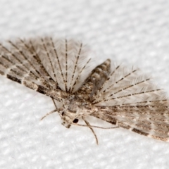 Alucita (genus) (A Many-plumed Moth) at Melba, ACT - 14 Nov 2018 by Bron