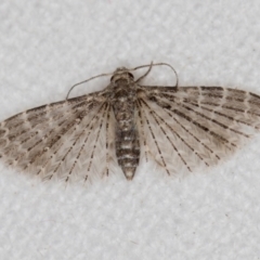 Alucita (genus) at Melba, ACT - 14 Nov 2018 01:49 PM