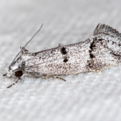 Heterozyga coppatias (A concealer moth) at Melba, ACT - 14 Nov 2018 by Bron