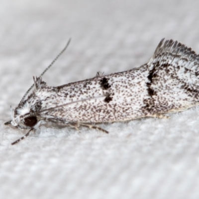 Heterozyga coppatias (A concealer moth) at Melba, ACT - 14 Nov 2018 by Bron