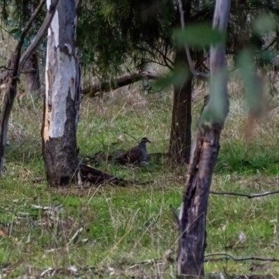 Phaps chalcoptera (Common Bronzewing) at Coree, ACT - 4 Jul 2021 by hughagan