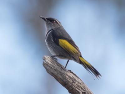 Phylidonyris pyrrhopterus (Crescent Honeyeater) at Holt, ACT - 4 Jul 2021 by patrickcox