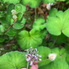 Pelargonium australe (Austral Stork's-bill) at Broulee, NSW - 28 Jan 2021 by Tapirlord