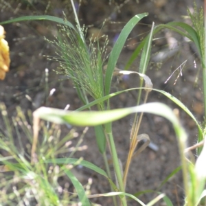 Panicum effusum at Wamboin, NSW - 8 Apr 2021 01:33 PM