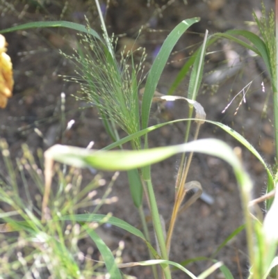 Panicum effusum (Hairy Panic Grass) at Wamboin, NSW - 8 Apr 2021 by natureguy
