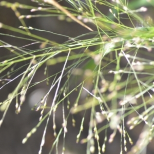 Panicum effusum at Wamboin, NSW - 8 Apr 2021