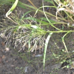 Panicum effusum at Wamboin, NSW - 8 Apr 2021