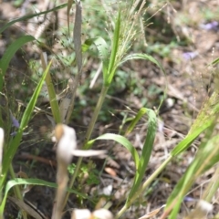 Panicum effusum at Wamboin, NSW - 8 Apr 2021 01:33 PM